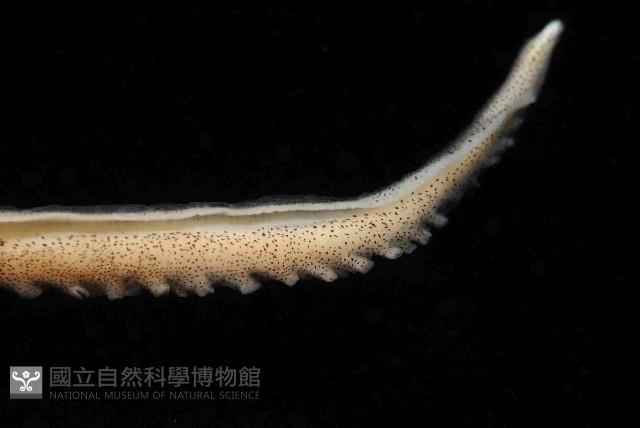 北海岸鉤嘴仔新種章魚藏品圖，第4張