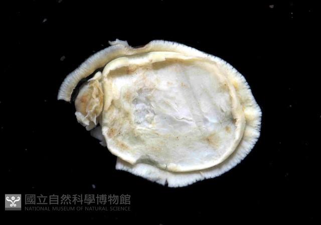 花帽青螺藏品圖，第4張