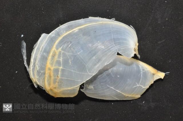 大塚薄泡螺藏品圖，第4張