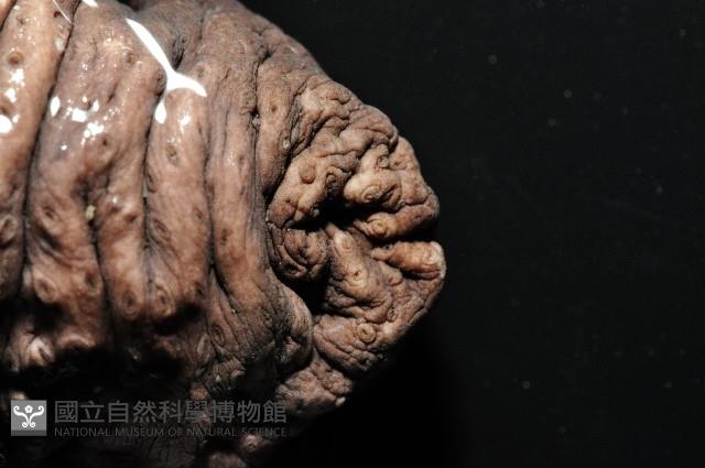 黑囊皮參藏品圖，第4張