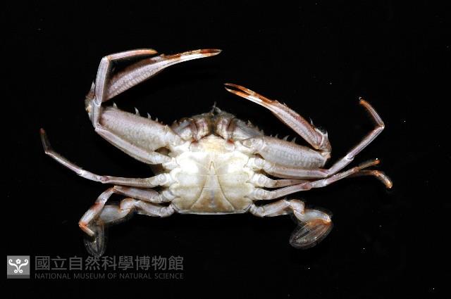 圓形狼牙蟹藏品圖，第4張