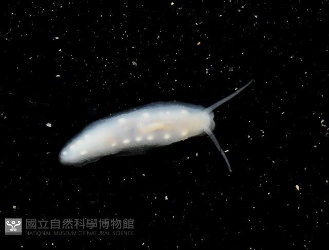無殼蜑螺(暫譯)藏品圖，第4張