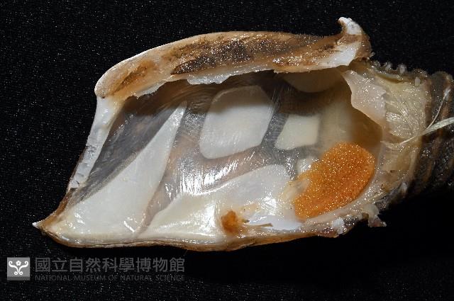 司氏鎧茗荷藏品圖，第4張