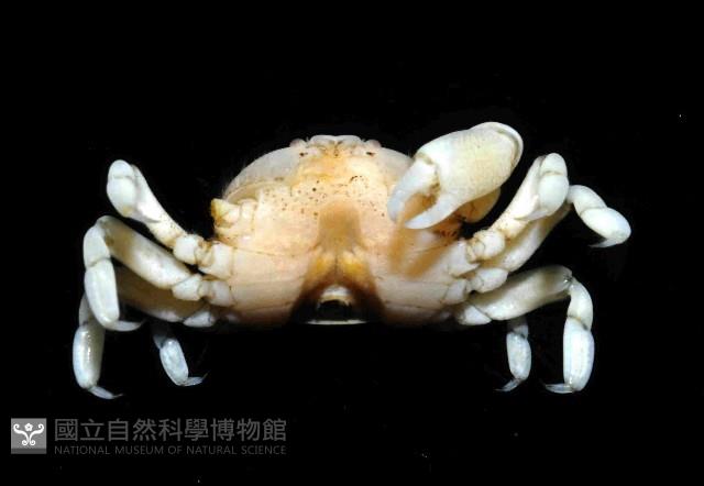 雙齒豆蟹藏品圖，第4張