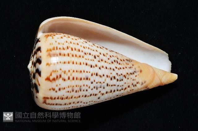 沙漏芋螺藏品圖，第4張