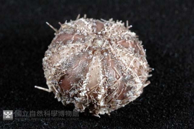 褐駝海膽藏品圖，第4張