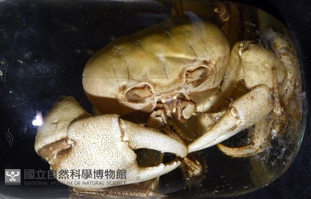 毛足圓軸蟹藏品圖，第4張