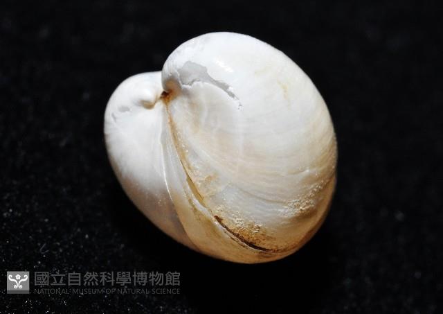 渾滾砂蛤藏品圖，第4張