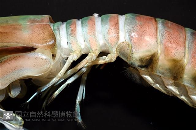 脊尾齒指蝦蛄藏品圖，第4張