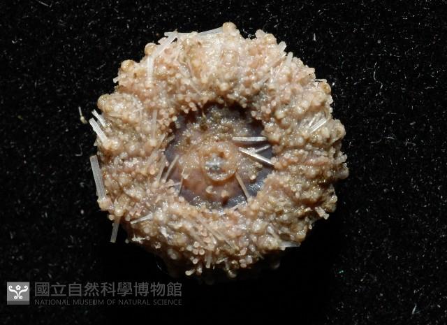 單列三角頭帕藏品圖，第4張