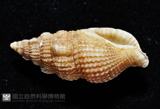 卡明氏布紋螺藏品圖，第4張