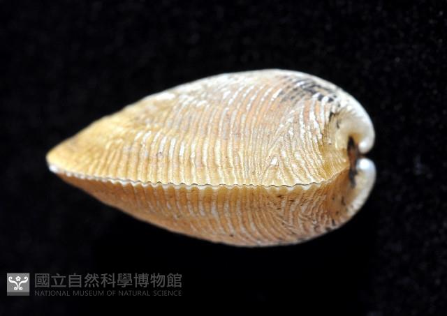 深海銀錦蛤藏品圖，第4張