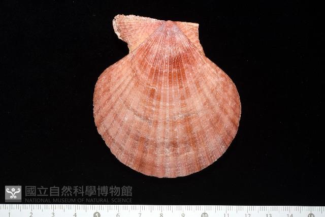 澳洲海扇蛤藏品圖，第4張