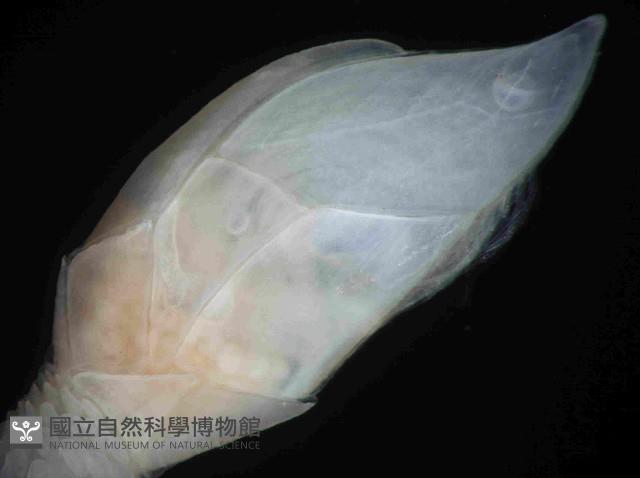 尖刀茗荷藏品圖，第4張