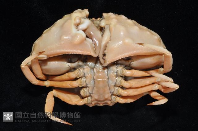 小型饅頭蟹藏品圖，第4張