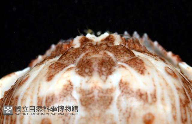 四斑饅頭蟹藏品圖，第4張