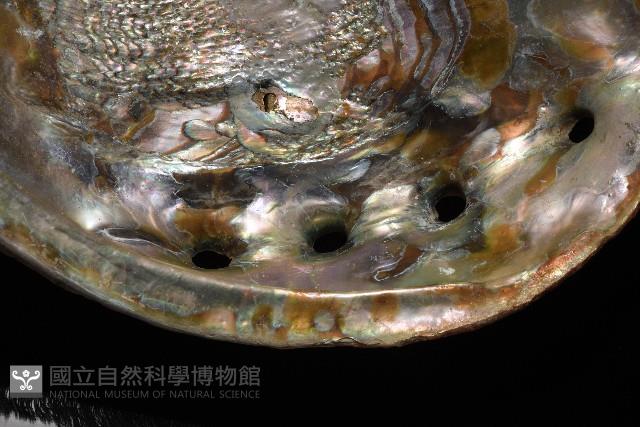 紅鮑螺藏品圖，第4張