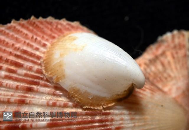 茉莉花偏蓋螺藏品圖，第4張