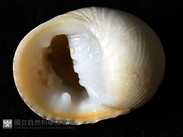 白肋蜑螺藏品圖，第4張