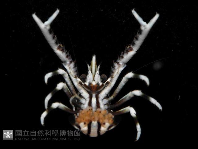美麗異鎧蝦藏品圖，第4張