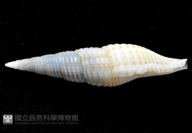 平稜筆螺藏品圖，第4張