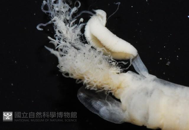 八里梳鰓蟲藏品圖，第4張