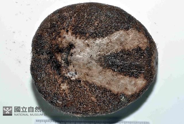 易碎脆心形海膽藏品圖，第4張