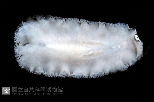大盤扁蟲藏品圖，第4張