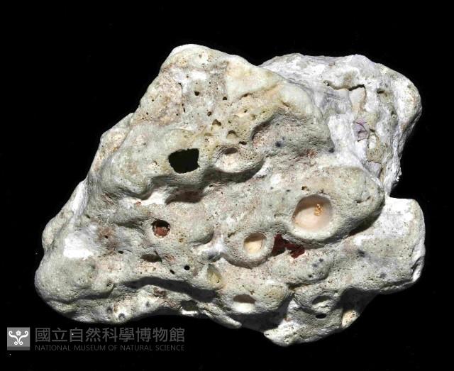 亞傑巨藤壺藏品圖，第4張