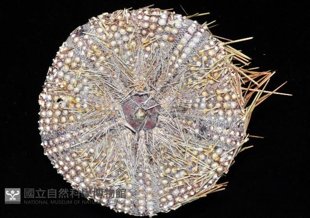 疣小肛海膽藏品圖，第4張