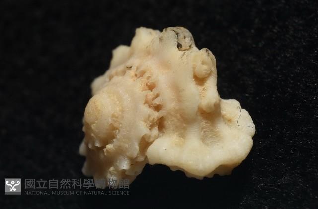 平浪花冠螺藏品圖，第4張