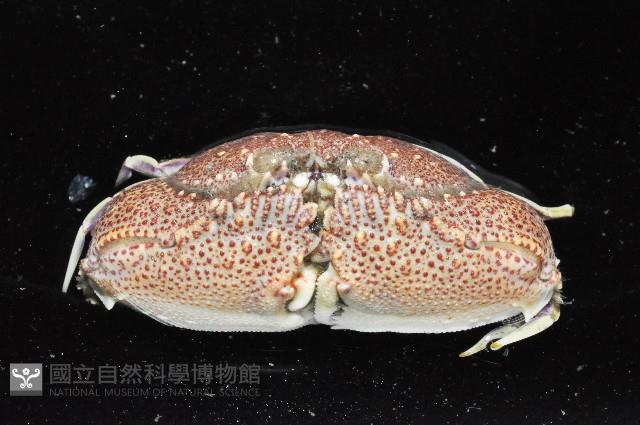 顆粒圓蟹藏品圖，第4張