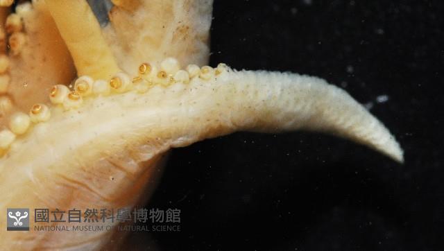 未知種後耳烏賊 1藏品圖，第4張