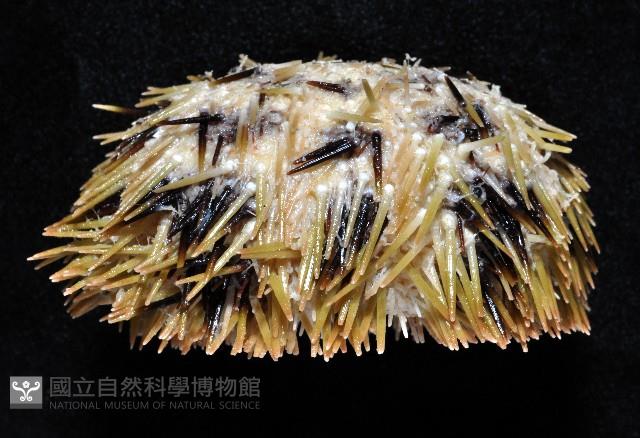斑蘑海膽藏品圖，第4張