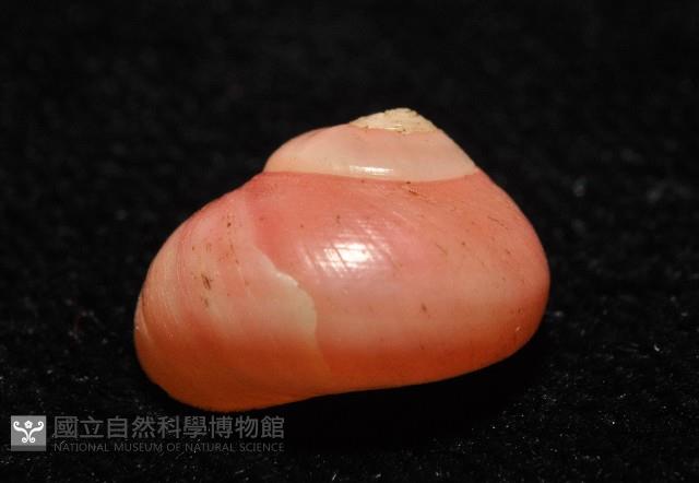 一心蠑螺藏品圖，第4張