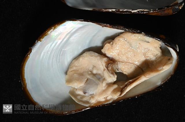 平端深海殼菜蛤藏品圖，第4張