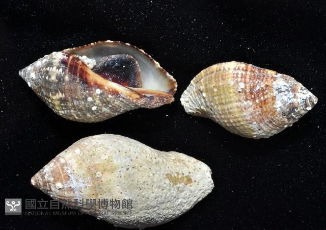 橄欖螺藏品圖，第4張