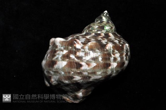 夜光蠑螺藏品圖，第4張