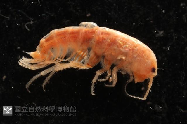 新種沙蚤鉤蝦藏品圖，第4張