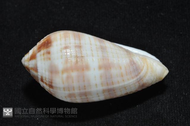 姆指筆螺藏品圖，第4張