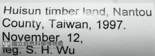 新種雄顎平馬陸藏品圖，第4張