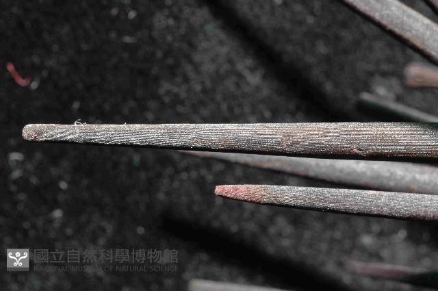 口鰓海膽藏品圖，第4張