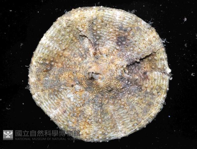 裸軟海膽藏品圖，第4張
