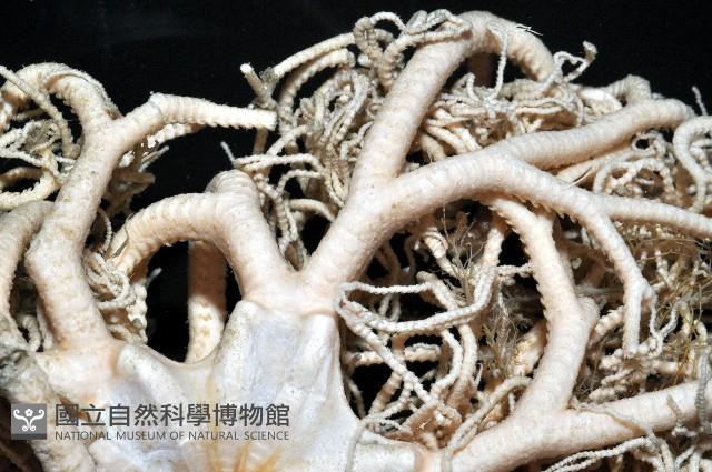 未知種筐蛇尾藏品圖，第4張