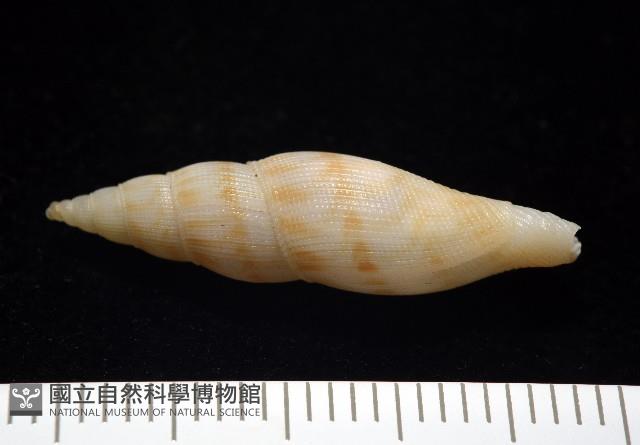 莫三比克布紋螺藏品圖，第4張