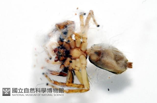 多色金毛蛛藏品圖，第4張