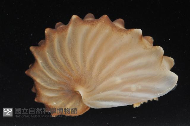 闊船蛸藏品圖，第4張