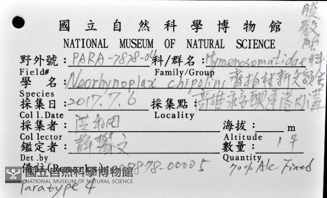 齊柏林新尖額蟹藏品圖，第4張