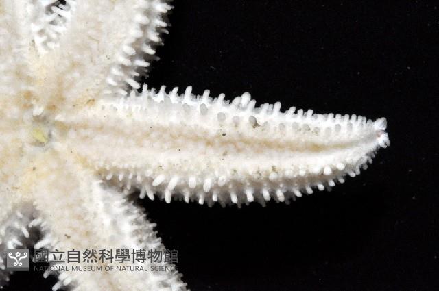 未知種海盤車藏品圖，第4張