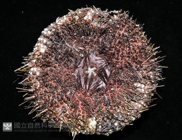 輻星肛海膽藏品圖，第4張